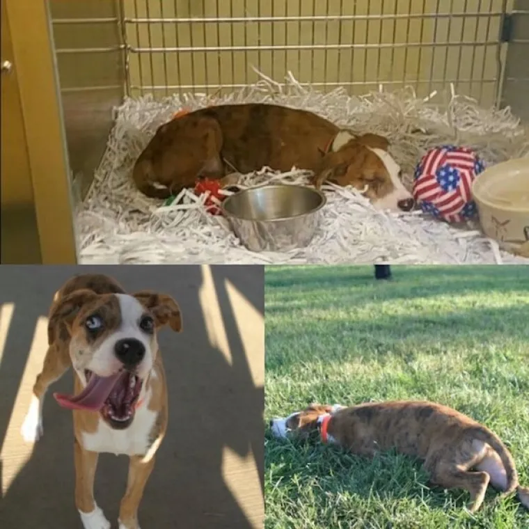 DIRNUT ĆE VAS DO SUZA: Slike ljubimaca prije i poslije udomljavanja pokazuju &scaron;to znači ljubav