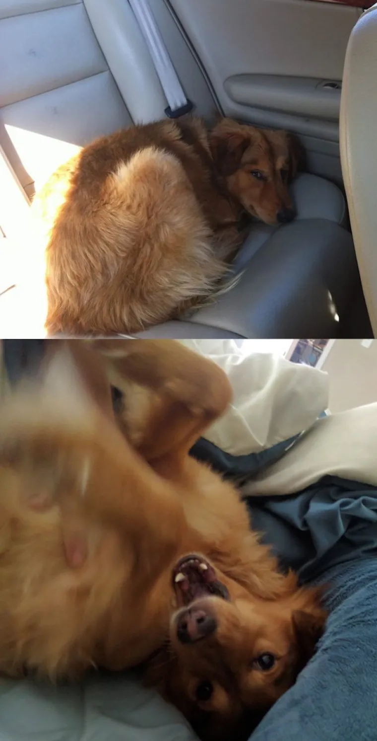 DIRNUT ĆE VAS DO SUZA: Slike ljubimaca prije i poslije udomljavanja pokazuju &scaron;to znači ljubav