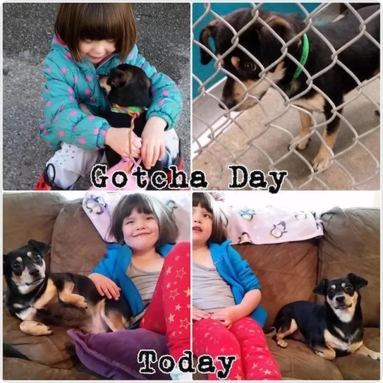 DIRNUT ĆE VAS DO SUZA: Slike ljubimaca prije i poslije udomljavanja pokazuju &scaron;to znači ljubav