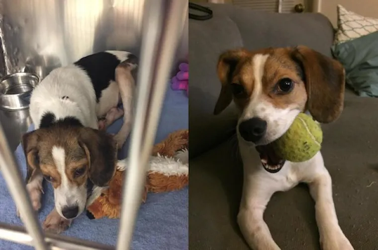 DIRNUT ĆE VAS DO SUZA: Slike ljubimaca prije i poslije udomljavanja pokazuju &scaron;to znači ljubav