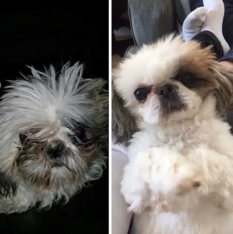 DIRNUT ĆE VAS DO SUZA: Slike ljubimaca prije i poslije udomljavanja pokazuju &scaron;to znači ljubav