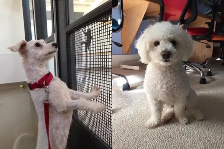 DIRNUT ĆE VAS DO SUZA: Slike ljubimaca prije i poslije udomljavanja pokazuju &scaron;to znači ljubav