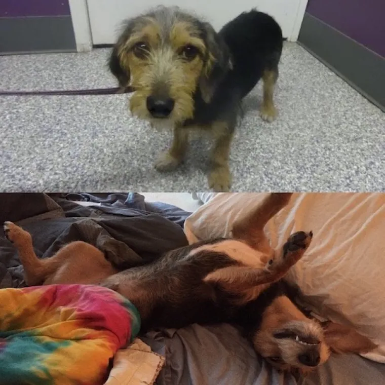 DIRNUT ĆE VAS DO SUZA: Slike ljubimaca prije i poslije udomljavanja pokazuju &scaron;to znači ljubav