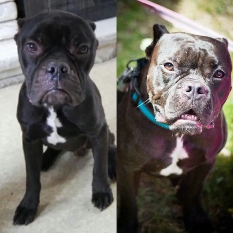 DIRNUT ĆE VAS DO SUZA: Slike ljubimaca prije i poslije udomljavanja pokazuju &scaron;to znači ljubav