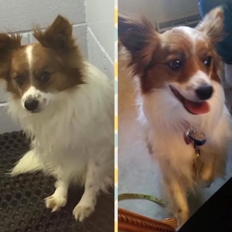 DIRNUT ĆE VAS DO SUZA: Slike ljubimaca prije i poslije udomljavanja pokazuju &scaron;to znači ljubav