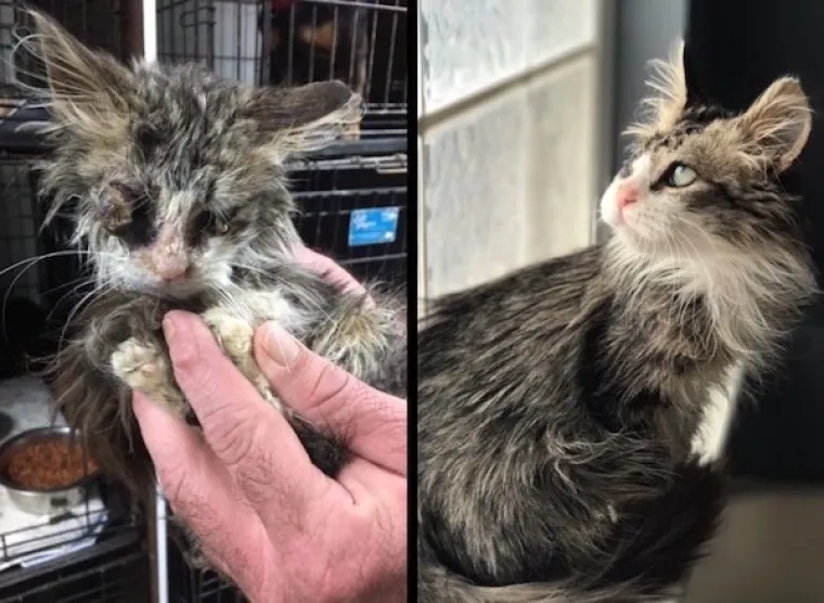 DIRNUT ĆE VAS DO SUZA: Slike ljubimaca prije i poslije udomljavanja pokazuju &scaron;to znači ljubav