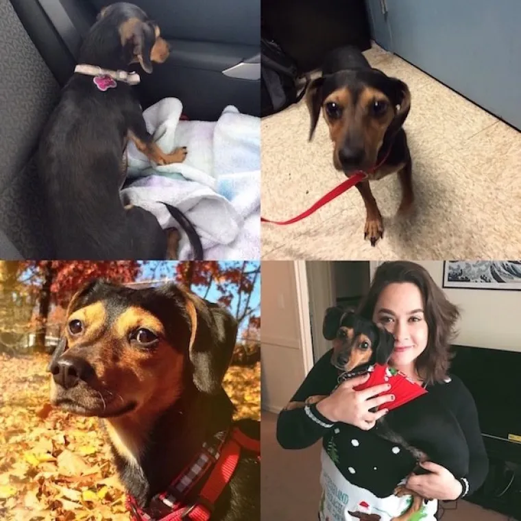 DIRNUT ĆE VAS DO SUZA: Slike ljubimaca prije i poslije udomljavanja pokazuju &scaron;to znači ljubav