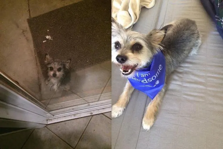 DIRNUT ĆE VAS DO SUZA: Slike ljubimaca prije i poslije udomljavanja pokazuju &scaron;to znači ljubav