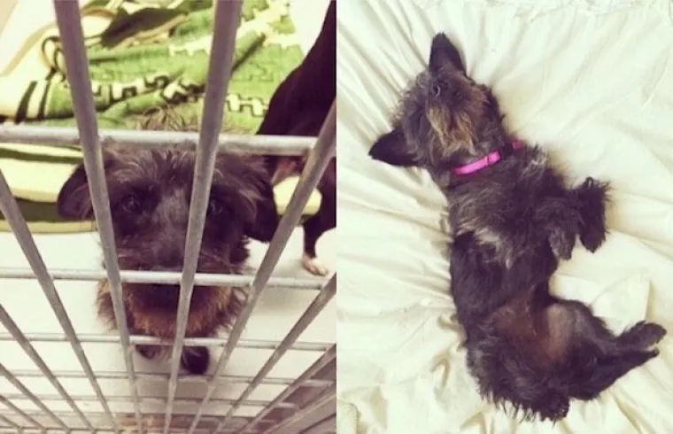 DIRNUT ĆE VAS DO SUZA: Slike ljubimaca prije i poslije udomljavanja pokazuju &scaron;to znači ljubav