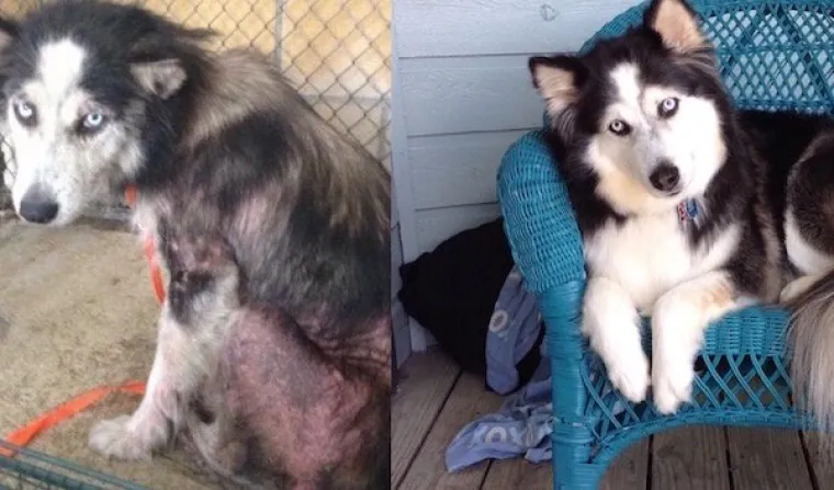 Pogled, govor tijela, pokreti... jednostavno, nakon &scaron;to na&scaron;li topli dom, zahvalnost, ljubav i sreća vidi se u svakoj pori ovih životinja