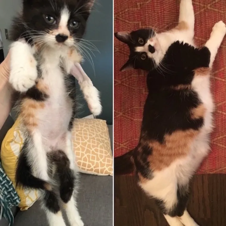 DIRNUT ĆE VAS DO SUZA: Slike ljubimaca prije i poslije udomljavanja pokazuju &scaron;to znači ljubav