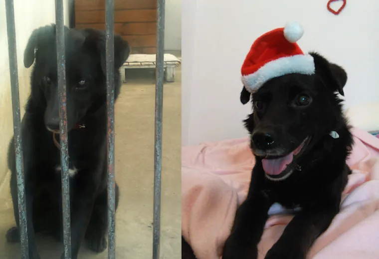 DIRNUT ĆE VAS DO SUZA: Slike ljubimaca prije i poslije udomljavanja pokazuju &scaron;to znači ljubav