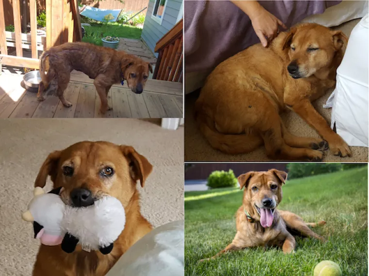 DIRNUT ĆE VAS DO SUZA: Slike ljubimaca prije i poslije udomljavanja pokazuju &scaron;to znači ljubav