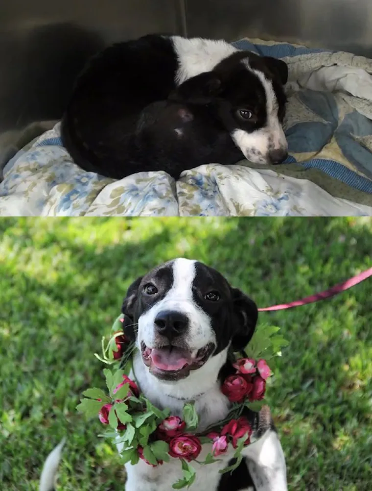 DIRNUT ĆE VAS DO SUZA: Slike ljubimaca prije i poslije udomljavanja pokazuju &scaron;to znači ljubav