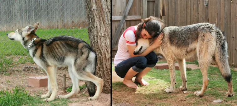 DIRNUT ĆE VAS DO SUZA: Slike ljubimaca prije i poslije udomljavanja pokazuju &scaron;to znači ljubav