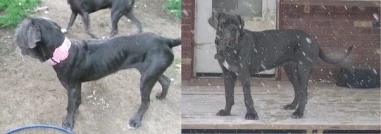 DIRNUT ĆE VAS DO SUZA: Slike ljubimaca prije i poslije udomljavanja pokazuju &scaron;to znači ljubav