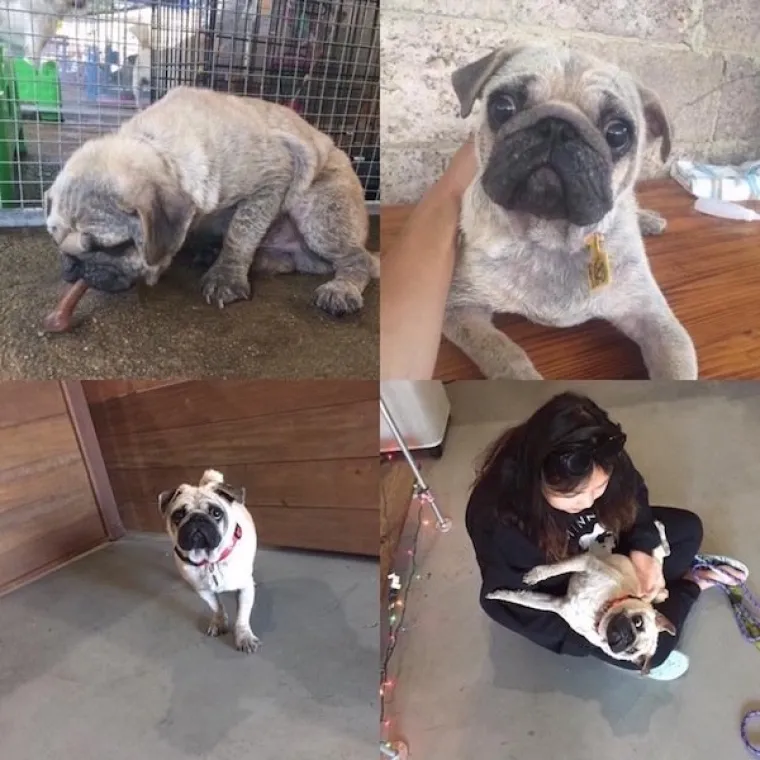 DIRNUT ĆE VAS DO SUZA: Slike ljubimaca prije i poslije udomljavanja pokazuju &scaron;to znači ljubav