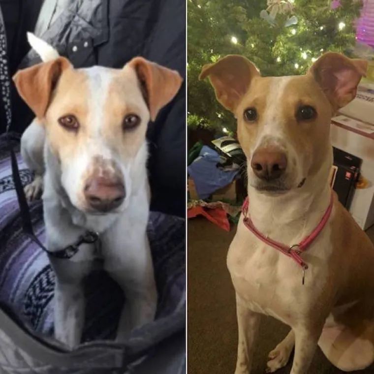 DIRNUT ĆE VAS DO SUZA: Slike ljubimaca prije i poslije udomljavanja pokazuju &scaron;to znači ljubav