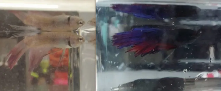 DIRNUT ĆE VAS DO SUZA: Slike ljubimaca prije i poslije udomljavanja pokazuju &scaron;to znači ljubav