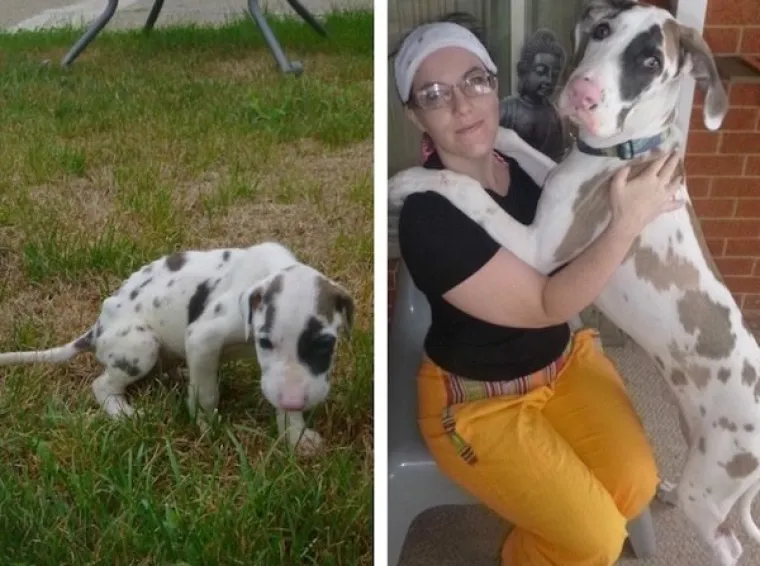 DIRNUT ĆE VAS DO SUZA: Slike ljubimaca prije i poslije udomljavanja pokazuju &scaron;to znači ljubav