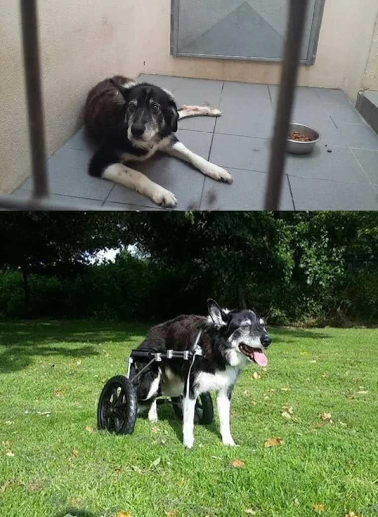 DIRNUT ĆE VAS DO SUZA: Slike ljubimaca prije i poslije udomljavanja pokazuju &scaron;to znači ljubav