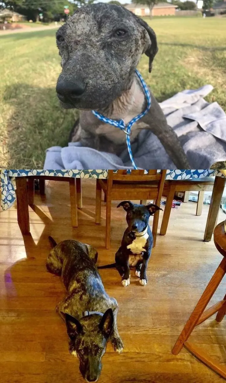 DIRNUT ĆE VAS DO SUZA: Slike ljubimaca prije i poslije udomljavanja pokazuju &scaron;to znači ljubav