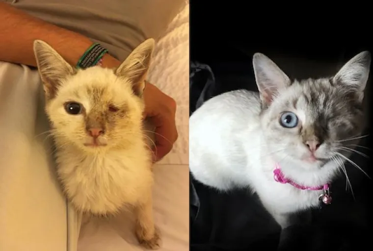 DIRNUT ĆE VAS DO SUZA: Slike ljubimaca prije i poslije udomljavanja pokazuju &scaron;to znači ljubav