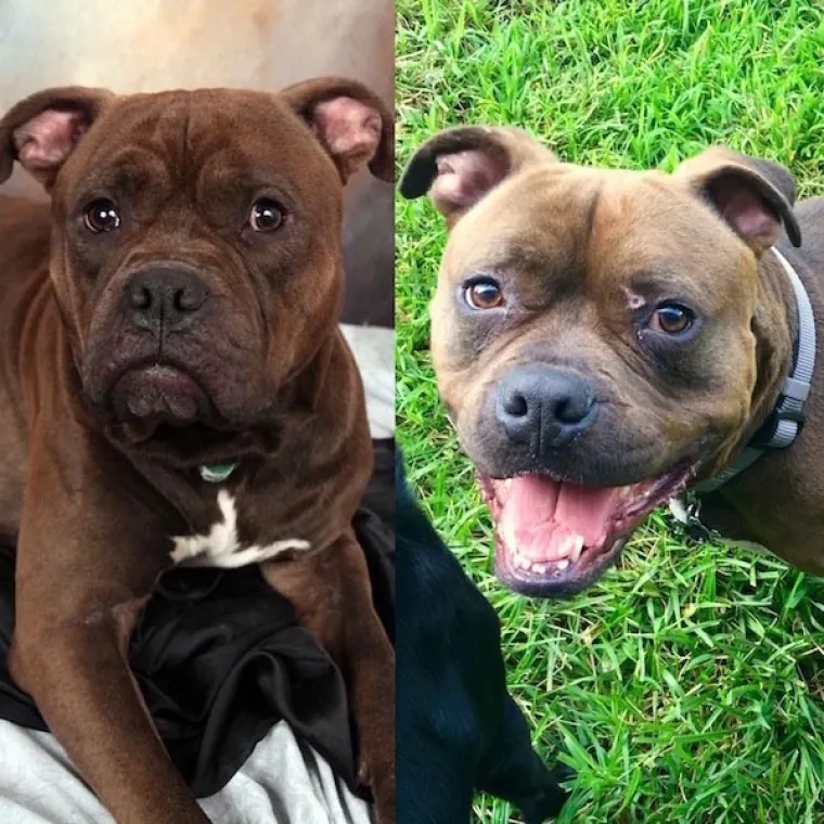 DIRNUT ĆE VAS DO SUZA: Slike ljubimaca prije i poslije udomljavanja pokazuju &scaron;to znači ljubav