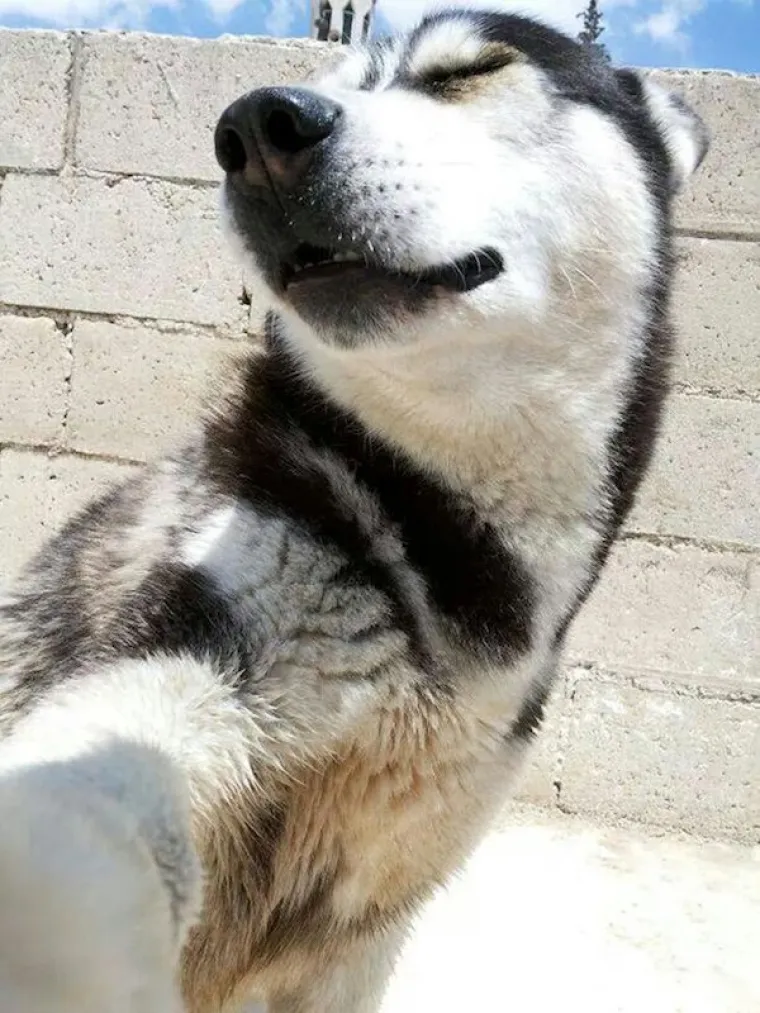 NAJSLAĐA STVAR KOJU ĆETE DANAS VIDJETI: Uz ovu urnebesnu ekipu lak&scaron;e ćete dočekati kraj radnog dana