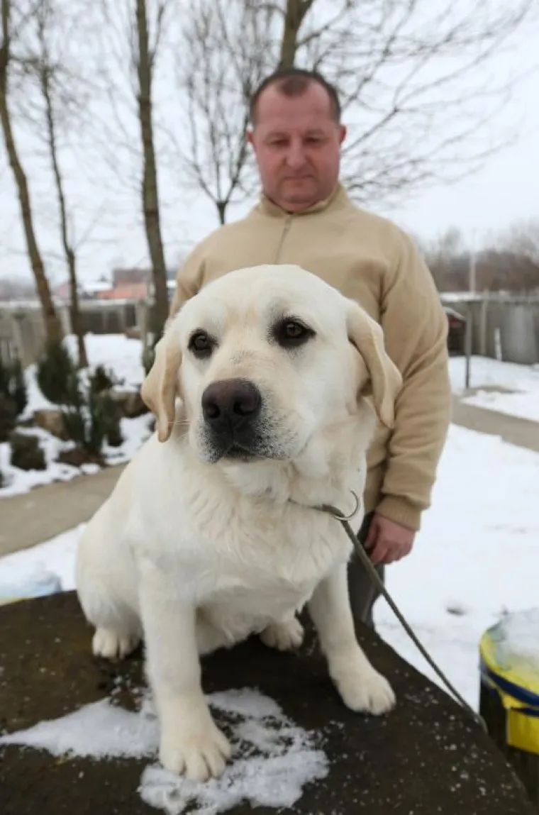Pas iz njihovog legla ušao je u izbor među pet najljepših u Kini, a 2019. godine odlazi na Svjetsku izložbu pasa u Hong Kong