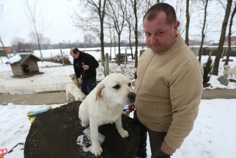 NAJLJEPŠI LABRADOR U KINI: Šampion Picasso obitelji Hemen
