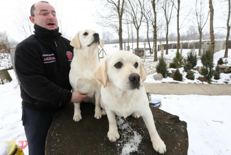 NAJLJEPŠI LABRADOR U KINI: Šampion Picasso obitelji Hemen