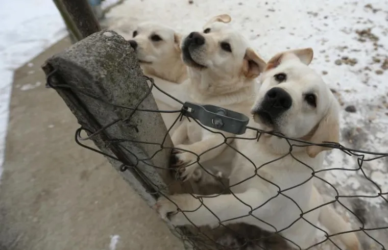 NAJLJEPŠI LABRADOR U KINI: Šampion Picasso obitelji Hemen