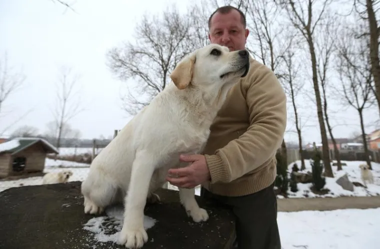 NAJLJEPŠI LABRADOR U KINI: Šampion Picasso obitelji Hemen
