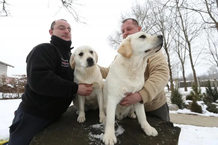 NAJLJEPŠI LABRADOR U KINI: Šampion Picasso obitelji Hemen