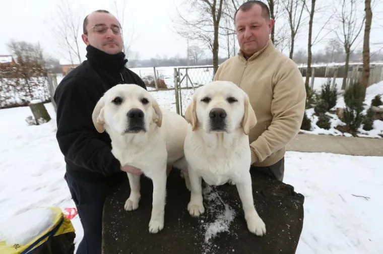 NAJLJEPŠI LABRADOR U KINI: Šampion Picasso obitelji Hemen