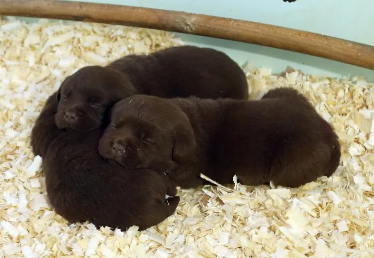 NAJLJEPŠI LABRADOR U KINI: Šampion Picasso obitelji Hemen