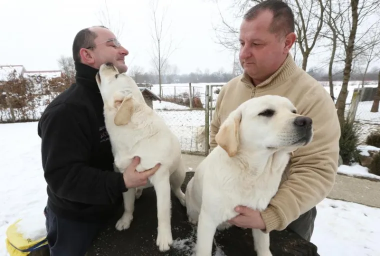 NAJLJEPŠI LABRADOR U KINI: Šampion Picasso obitelji Hemen