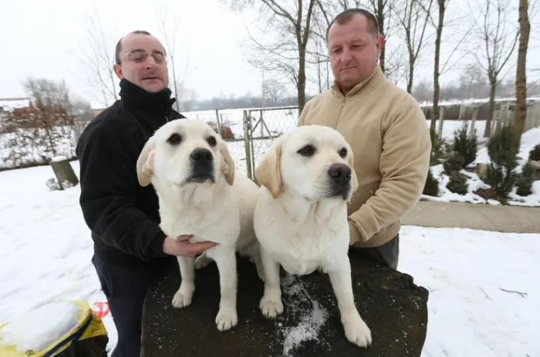 Braća Željko i Ivan Hemen bave se uzgojem pasa labradora