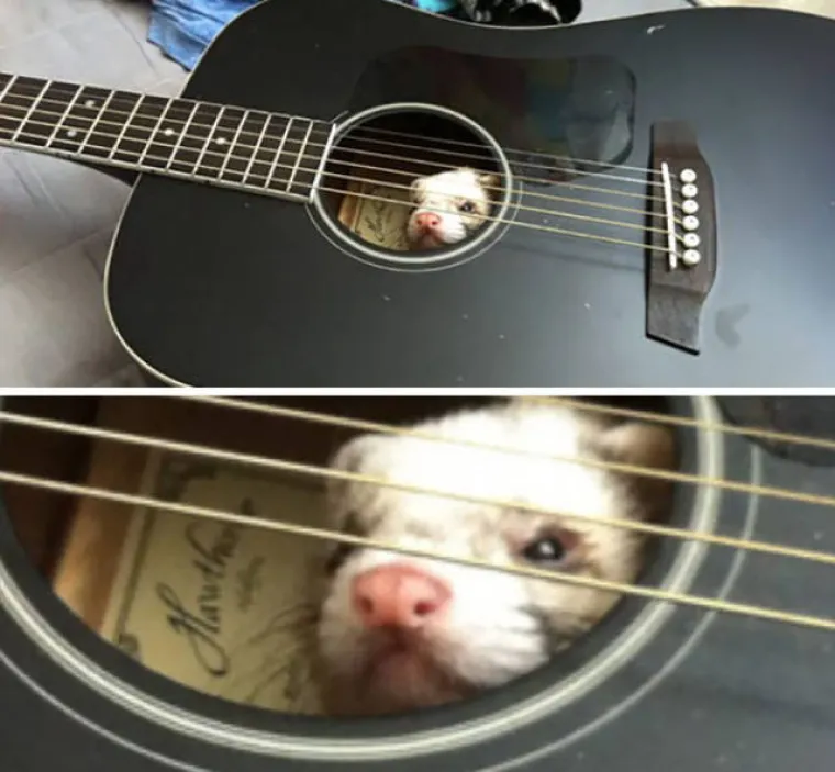 BLESAVCI UHVAĆENI NA DJELU: Životinje koje nisu ba&scaron; najpametniji predstavnici svojih vrsta