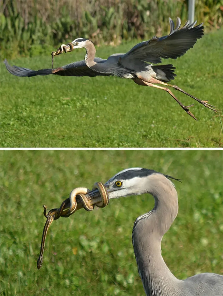 BLESAVCI UHVAĆENI NA DJELU: Životinje koje nisu ba&scaron; najpametniji predstavnici svojih vrsta