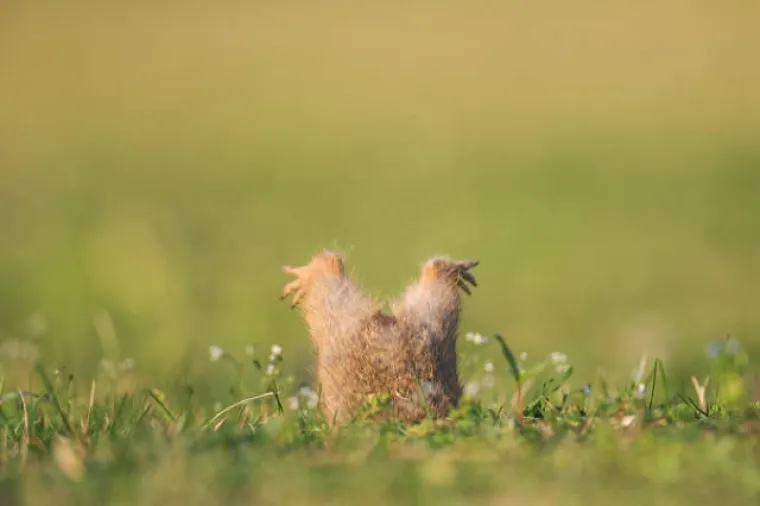 BLESAVCI UHVAĆENI NA DJELU: Životinje koje nisu ba&scaron; najpametniji predstavnici svojih vrsta