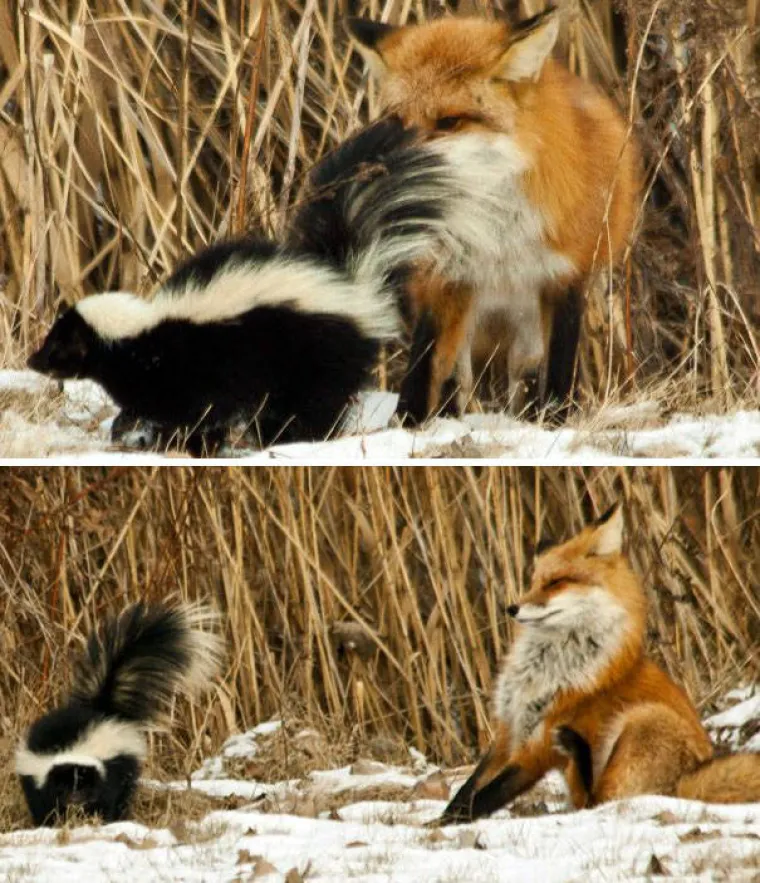 BLESAVCI UHVAĆENI NA DJELU: Životinje koje nisu ba&scaron; najpametniji predstavnici svojih vrsta