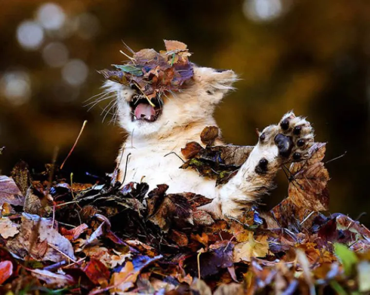 BLESAVCI UHVAĆENI NA DJELU: Životinje koje nisu ba&scaron; najpametniji predstavnici svojih vrsta