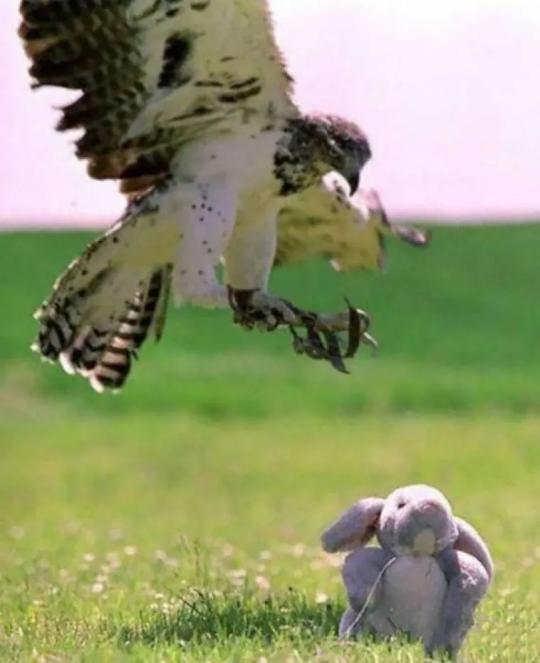 BLESAVCI UHVAĆENI NA DJELU: Životinje koje nisu ba&scaron; najpametniji predstavnici svojih vrsta