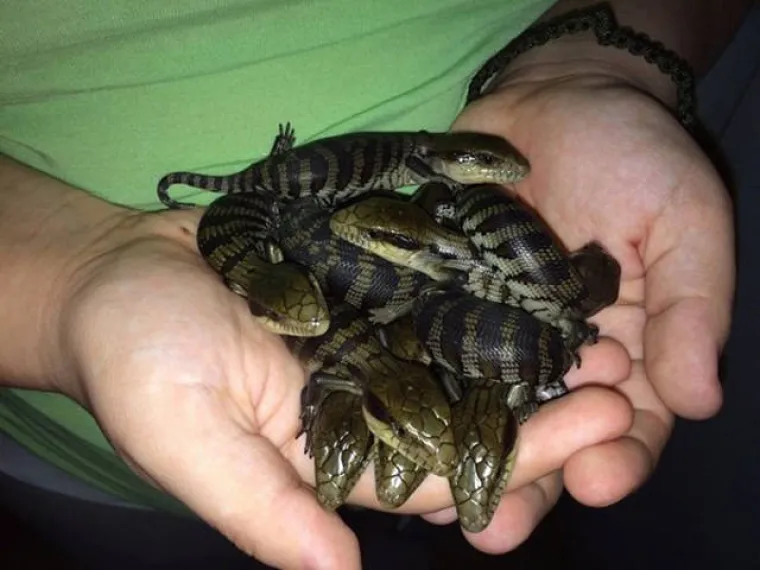 SAMO ZA HRABRE: Tamo vas sve želi pojesti, otrovati ili nasmrt prestra&scaron;iti