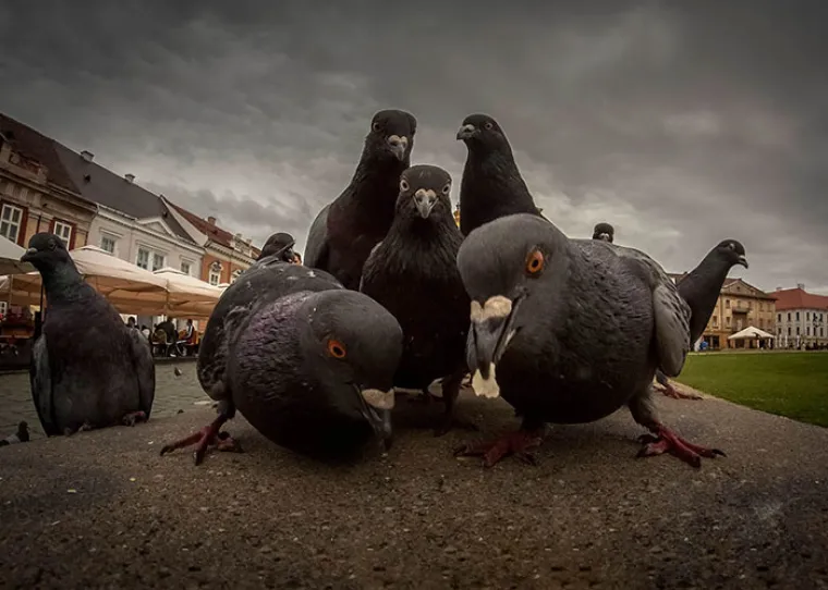 Životinje mogu biti izvor velike zabave, ali moramo priznati da su fotografije koje vam prenosimo u nastavku i nas iznenadile. Na urnebesnim prizorima životinje izgledaju kao da poziraju za naslovnicu svojeg glazbenog albuma. Ove rokere, metalce i repere na djelu svakako pogledajte u nastavku, zabava je zajamčena.