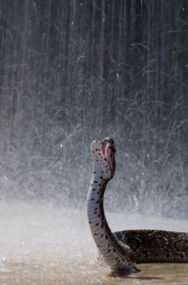 NAJSMJE&Scaron;NIJA GALERIJA KOJU ĆETE DANAS VIDJETI: Životinje izgledaju kao da su u bendu, čisti urnebes