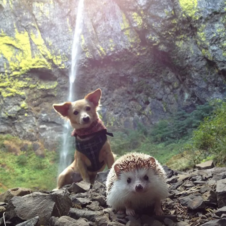 NAJSMJE&Scaron;NIJA GALERIJA KOJU ĆETE DANAS VIDJETI: Životinje izgledaju kao da su u bendu, čisti urnebes