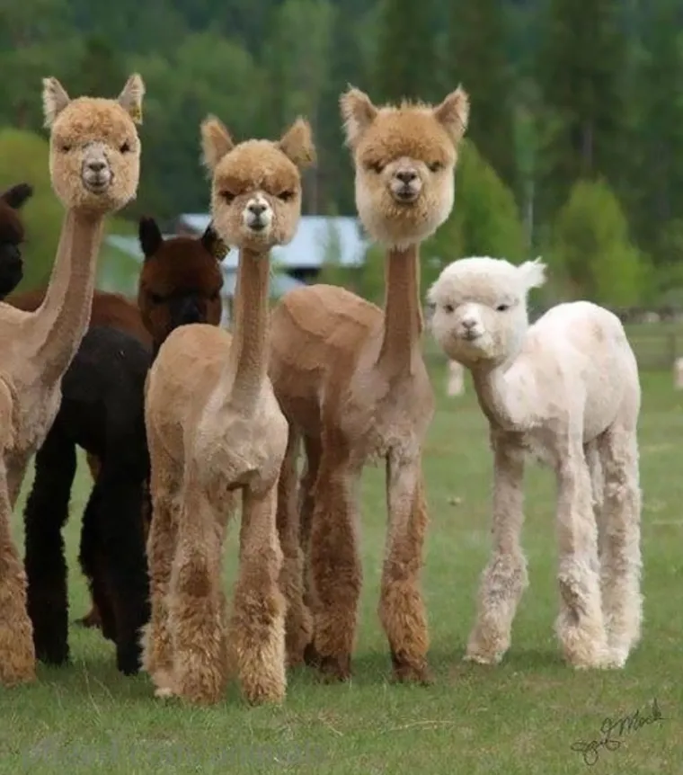 NAJSMJE&Scaron;NIJA GALERIJA KOJU ĆETE DANAS VIDJETI: Životinje izgledaju kao da su u bendu, čisti urnebes